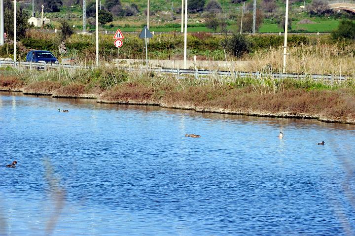 2Saline di Augusta 16.1.2011 (32).jpg